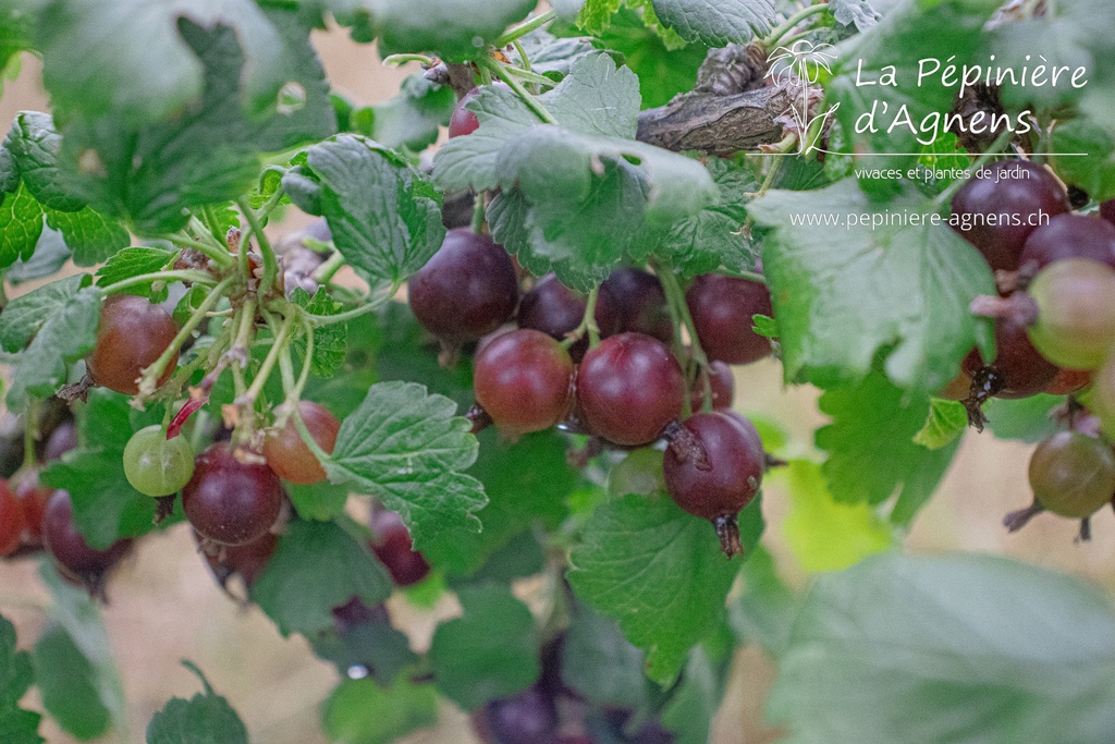 Ribes (4) uva-crispa 'Hinnonmäki rouge'