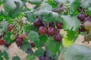 Ribes (4) uva-crispa 'Hinnonmäki rouge'