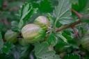 Ribes (4) uva-crispa 'Mucurines'