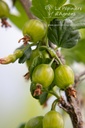 Ribes (4) uva-crispa 'Mucurines'
