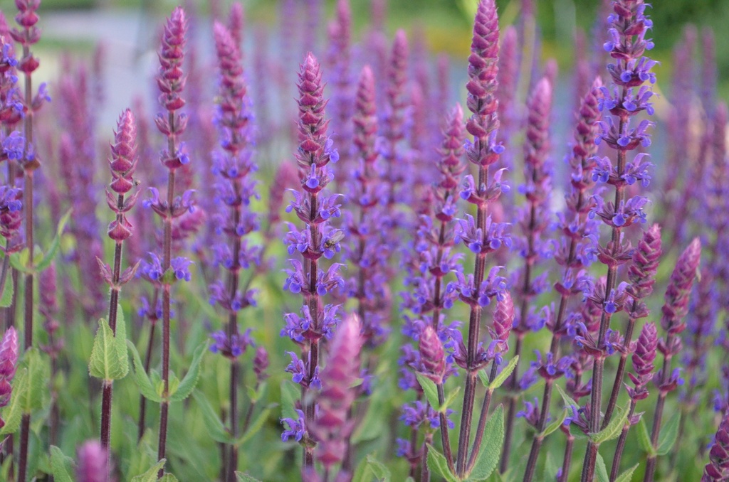 Salvia nemorosa 'Caradonna' (Bio, 1L)