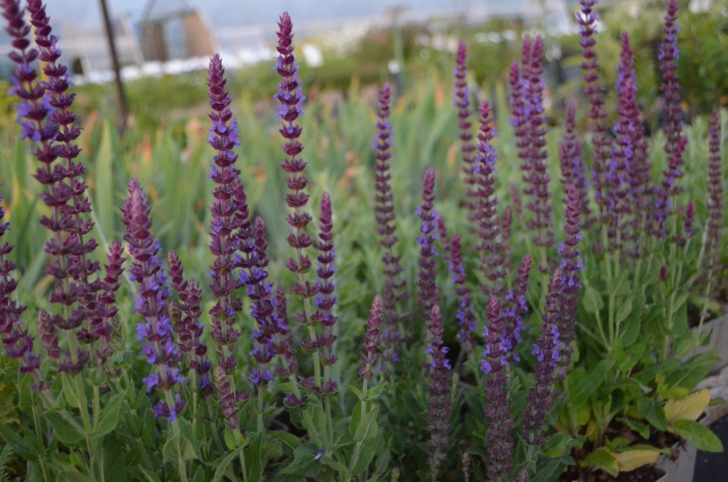 Salvia nemorosa 'Ostfriesland' (Bio, 1L)