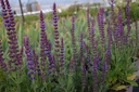 Salvia nemorosa 'Ostfriesland'