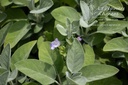 Salvia officinalis 'Berggarten'
