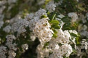 Spiraea x vanhouttei
