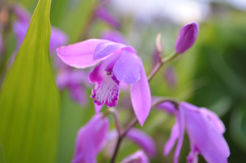 Bletilla striata (1L, Bio)