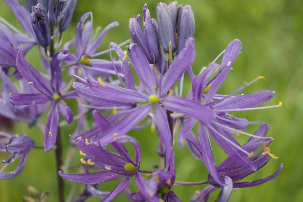 Camassia leichtlinii 'Caerulea' (Bio, 1L)