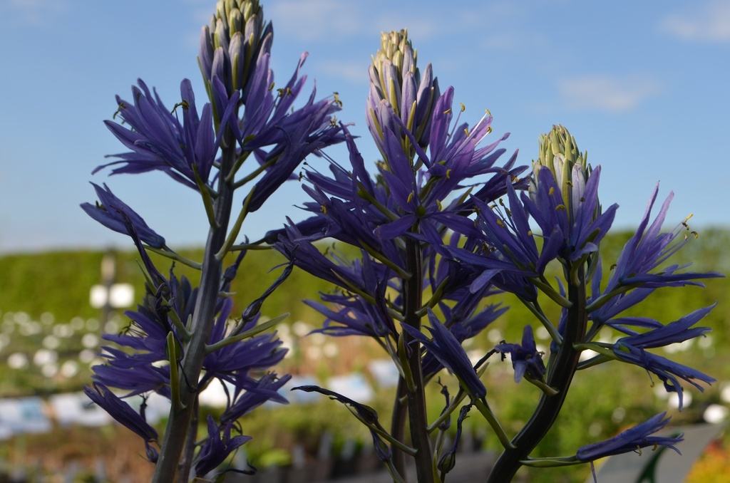 Camassia leichtlinii 'Caerulea'