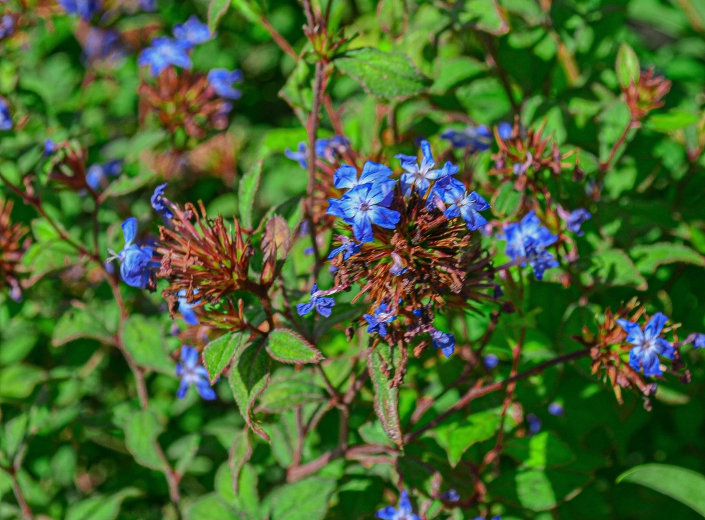 Ceratostigma willmottianum (Bio, 1L)