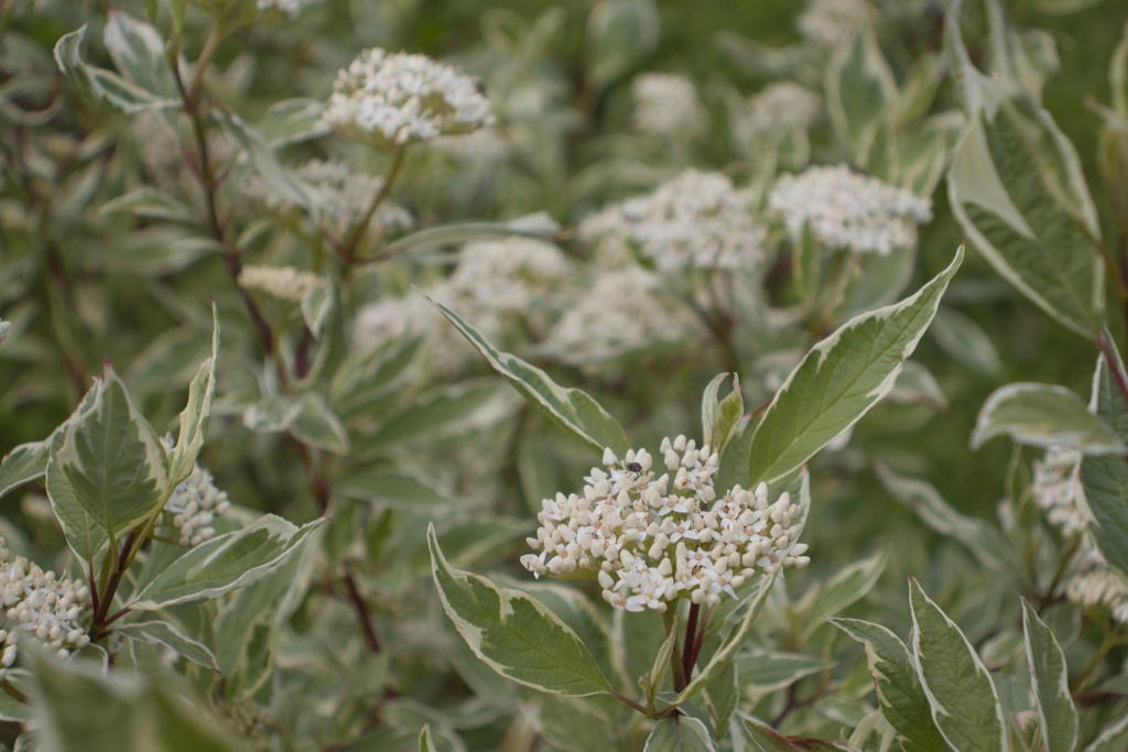 Cornus alba 'Elegantissima' (40/60, Bio)