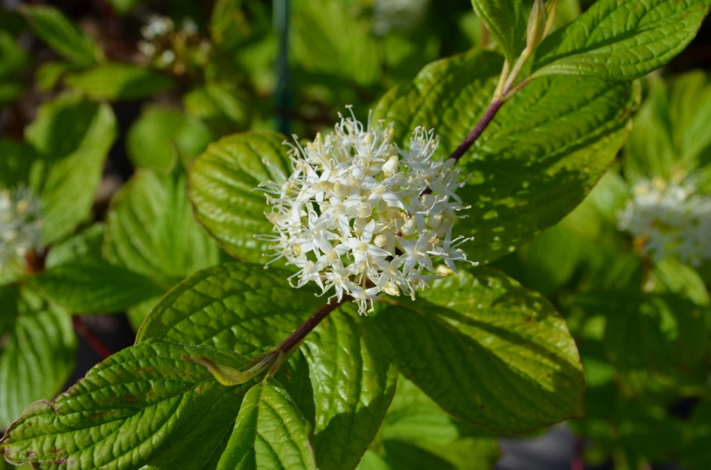 Cornus alba 'Sibirica' (Bio, 40/60)