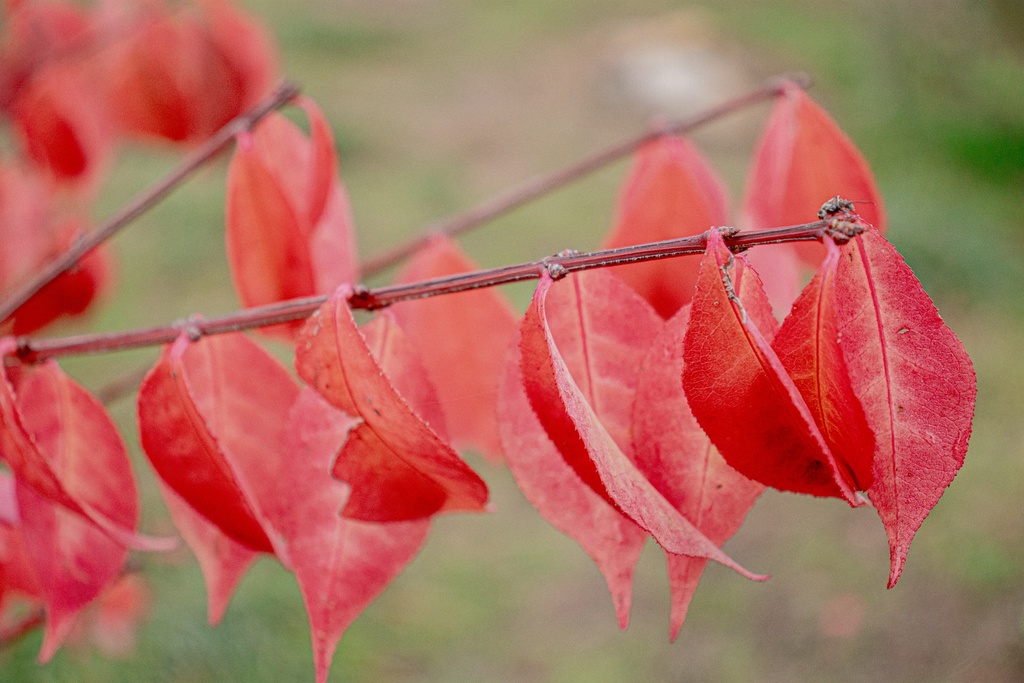 Euonymus alatus