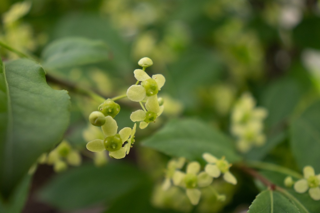 Euonymus alatus 'Compactus' (1 Lt., Bio)