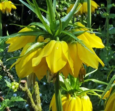 Fritillaria imperialis 'Maxima Lutea' (Bio, 1 Lt.)