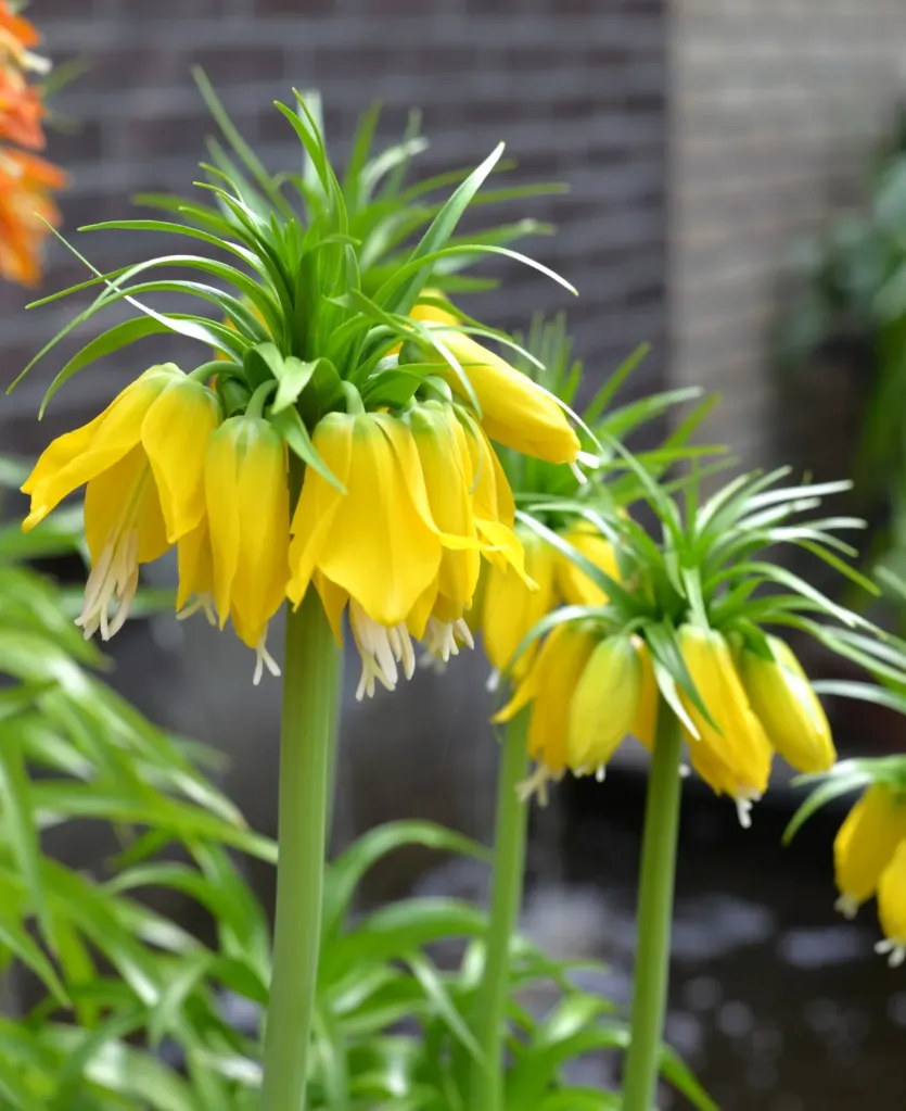 Fritillaria imperialis 'Maxima Lutea' (Bio, 1L)