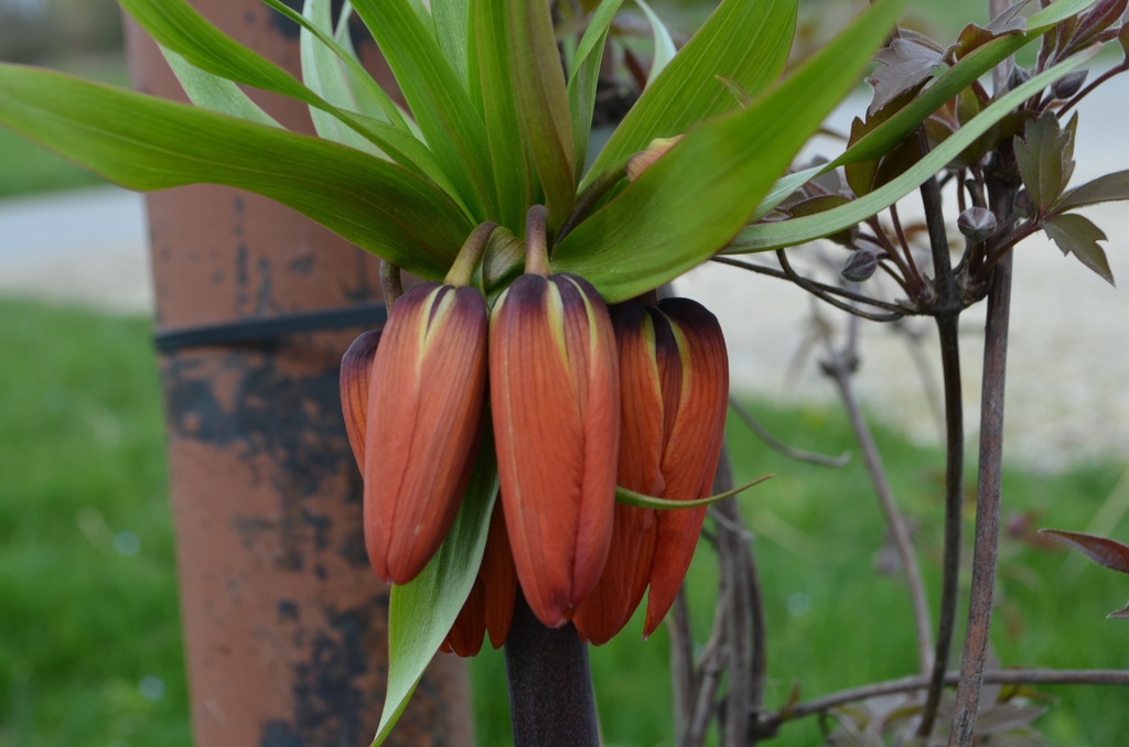Fritillaria imperialis 'Rubra Maxima' (Bio, 1L)