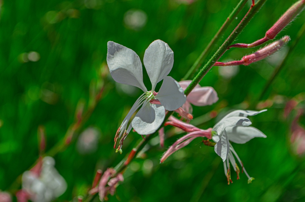 Gaura lindheimeri 'Whirling Butterflies' (Bio, 1L)