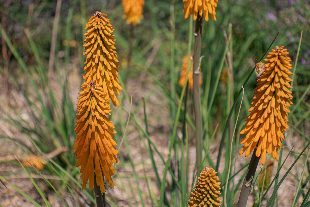 Kniphofia hybride 'Mango Popsicle'