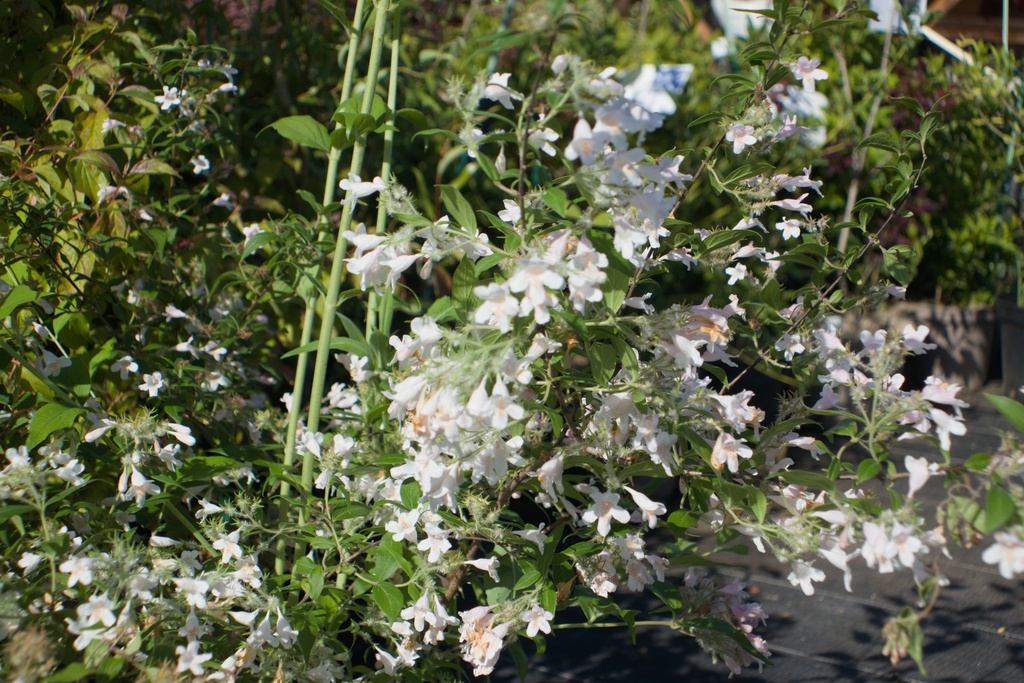 Kolkwitzia amabilis 'Pink Cloud' (1L, Bio)
