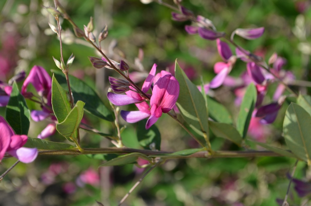 Lespedeza thunbergii (Bio, 1L)