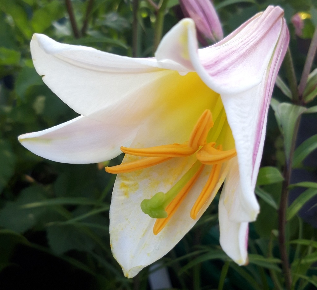 Lilium regal