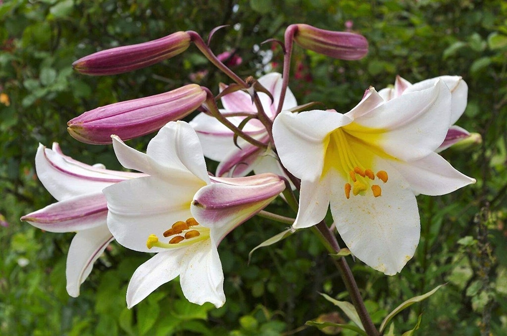 Lilium regal