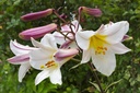 Lilium regal