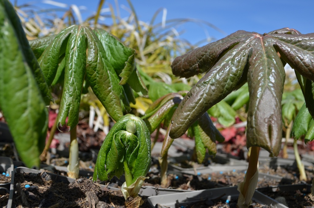 Podophyllum peltatum