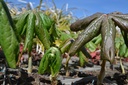 Podophyllum peltatum