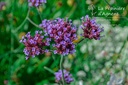 Verbena bonariensis