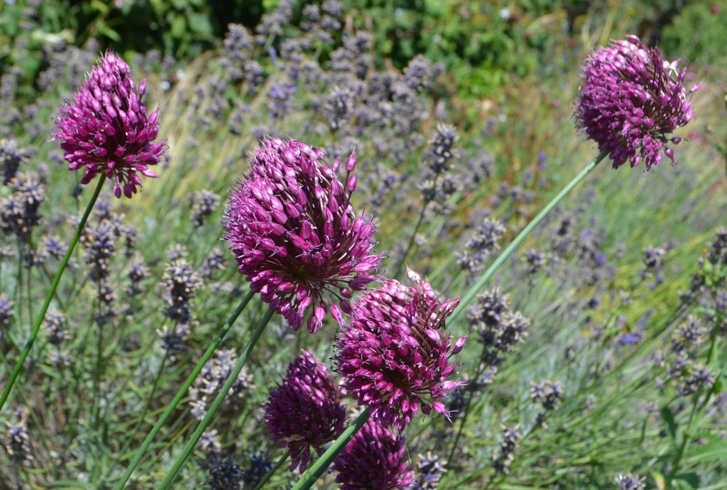 Allium sphaerocephalon (Bio, 0.5 Lt.)