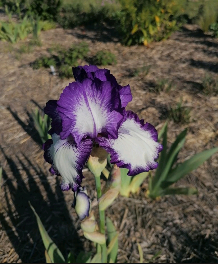 Iris germanica 'Violet-blanc'