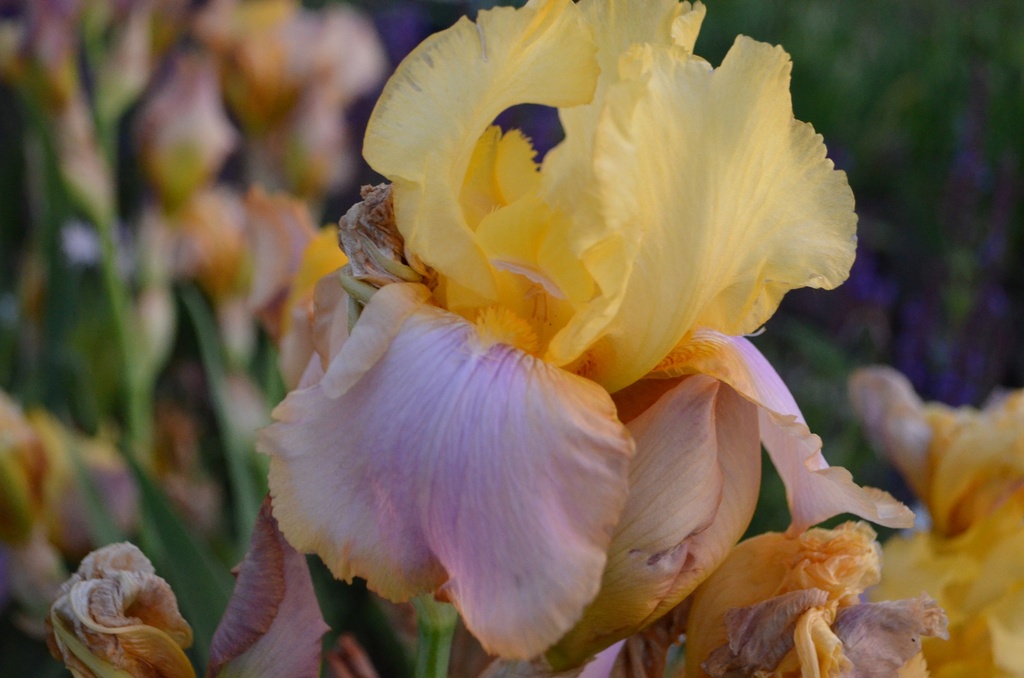 Iris germanica 'Sunset Sky'
