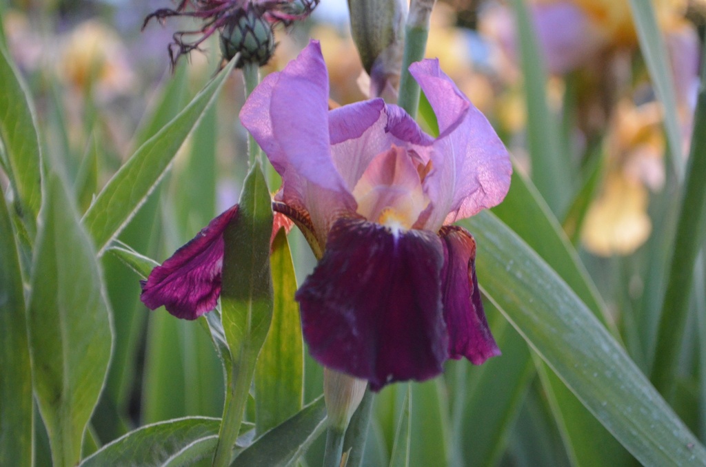 Iris germanica 'Indian Chief'