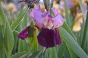 Iris germanica 'Indian Chief'