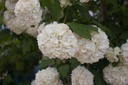 Viburnum opulus 'Roseum'