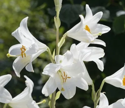 Lilium candidum (Bio, 1 Lt.)