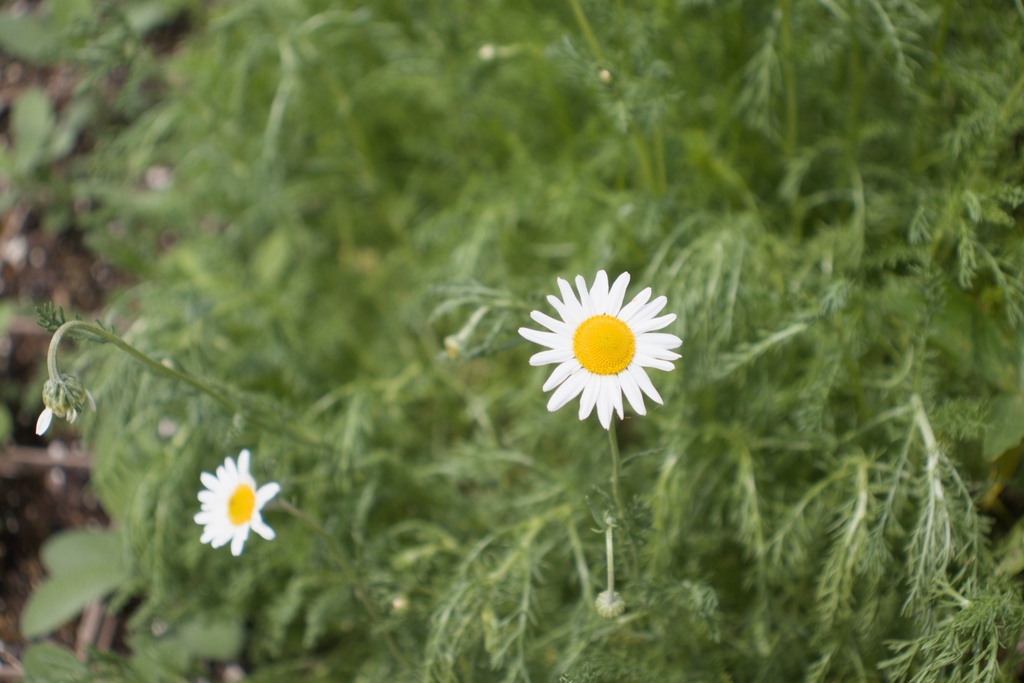 Chamaemelum nobile (Bio)