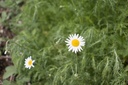 Chamaemelum nobile