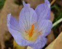 Crocus sativus
