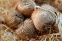 Crocus sativus