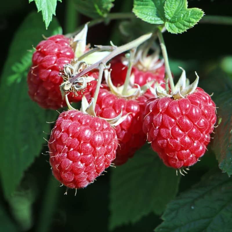 Rubus (3) idaeus 'Willamette' (Bio, 1 Lt.)