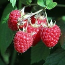Rubus (3) idaeus 'Willamette'