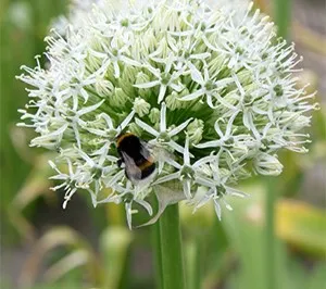 Allium 'Mount Everest' (Bio)