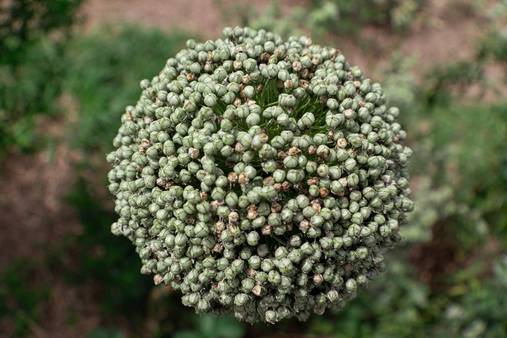 Allium 'Mount Everest' (Bio)