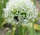 Allium 'Mount Everest'