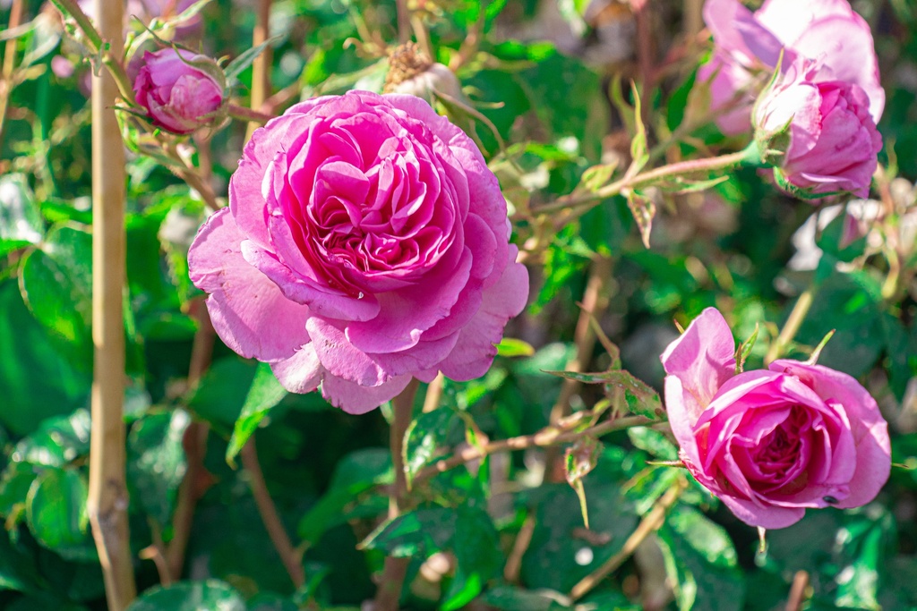 Rosa grimpant 'Ozeana' (Bio)