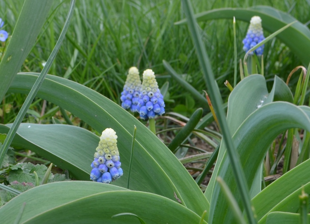 Muscari armeniacum 'Montain Lady' (Bio)