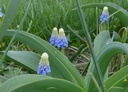 Muscari armeniacum 'Montain Lady'