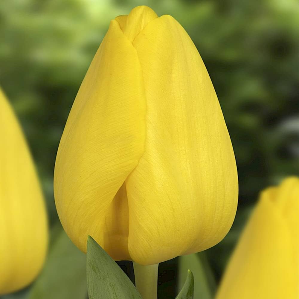 Tulipa triomphe 'Strong Gold'